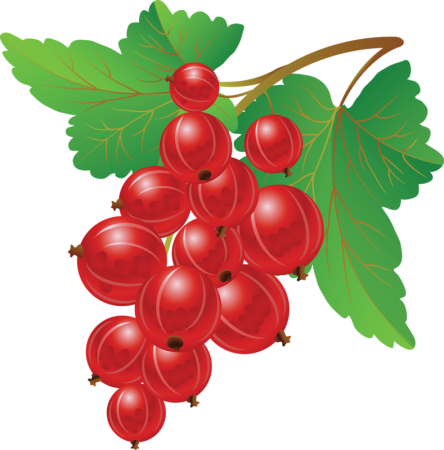 Смородина для детей