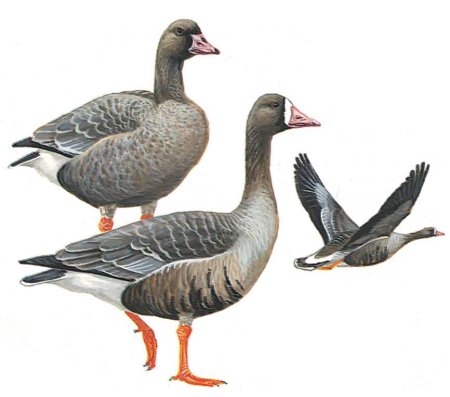 Пискулька Anser erythropus на белом фоне