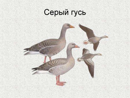 Серый Гусь на белом фоне