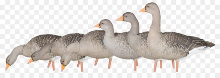 Чучела гусей avian x