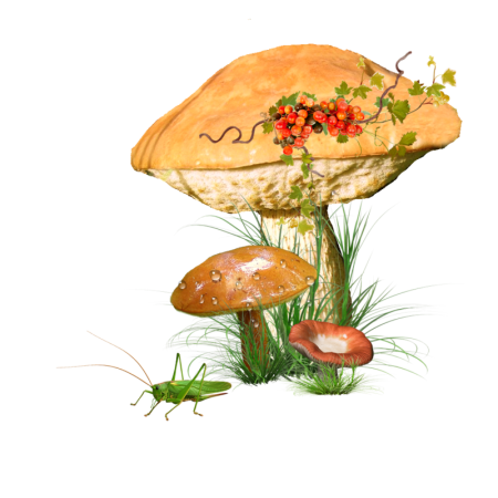 Сказочная Поляна с грибами
