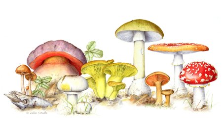 Рисунки грибов