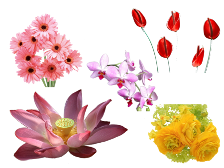 Набор цветов клипарт