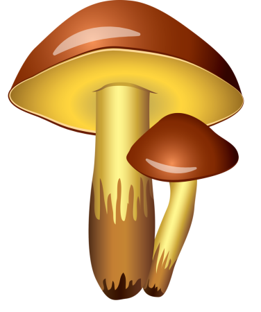 Маслёнок гриб