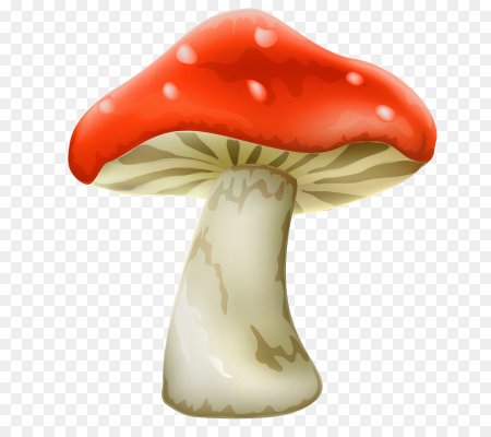 Грибы на прозрачном фоне