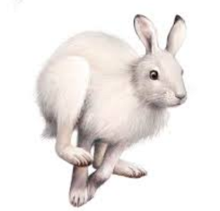 Беляк на белом фоне