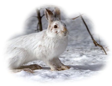 Клипарт заяц беляк (50 фото)