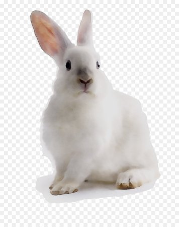 Белый кролик