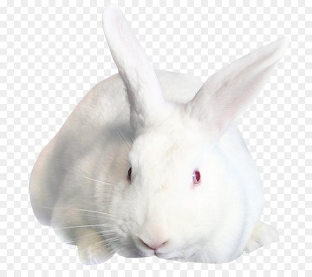 Белый кролик на белом фоне
