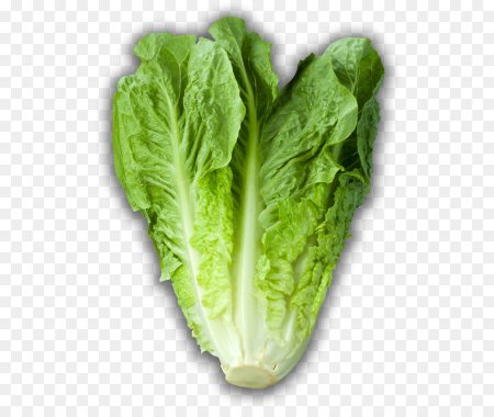 Iceberg lettuce