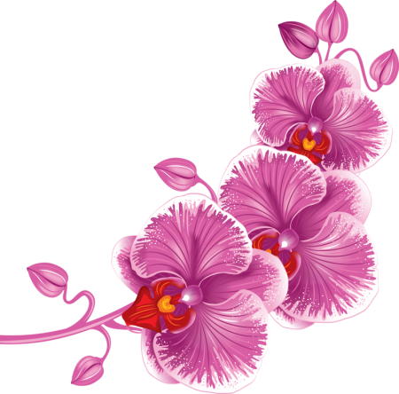 Клипарт цветы на прозрачном фоне