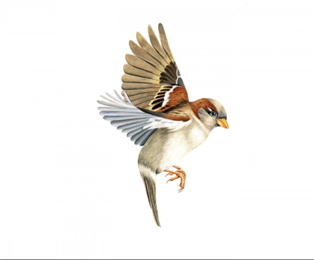 Птица в полете