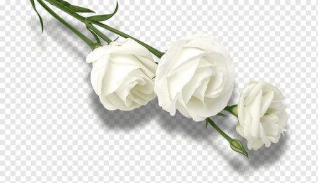 Клипарт белые розы букет (48 фото)
