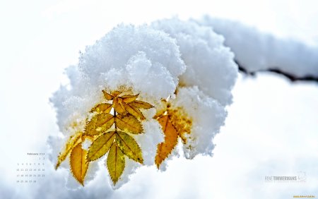 Листья в снегу на прозрачном фоне