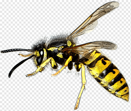 Wasp Оса