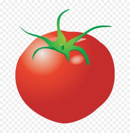 Помидор рисунок