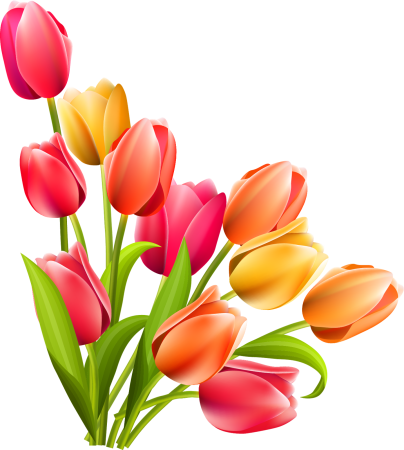 Цветы тюльпаны на прозрачном фоне