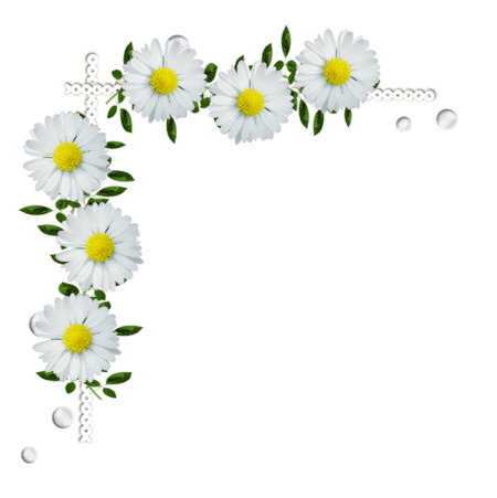 Рамка ромашки