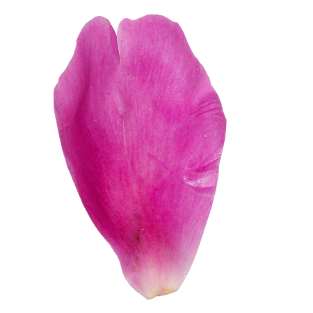Лепестки тюльпанов клипарт (49 фото)