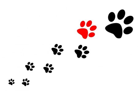 След лапы кошки