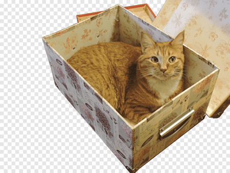Кот в коробке клипарт (35 фото)