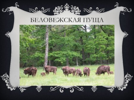 Беловежская пуща надпись