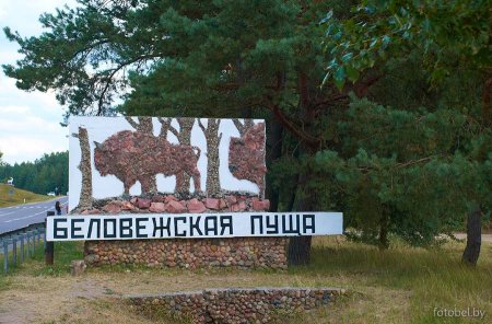 Белорусский заповедник Беловежская пуща