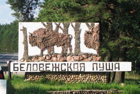 Достопримечательности Белоруссии Беловежская пуща