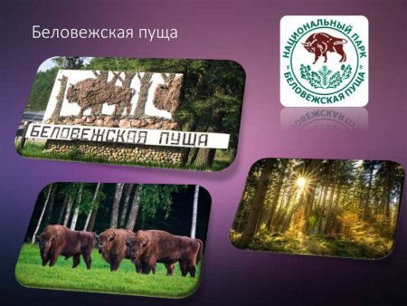Беловежская пуща забор Польша Беларусь