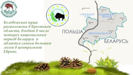 Беловежская пуща зубры