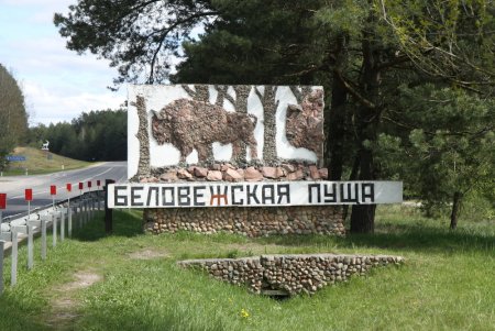Беловежская пуща Вискули лес