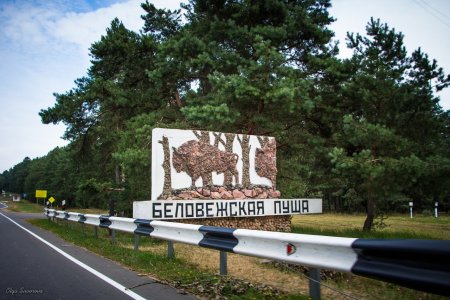 Достопримечательности Белоруссии Беловежская пуща