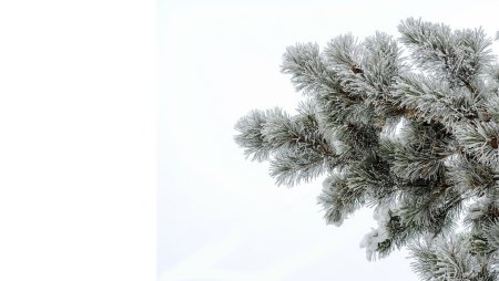 Серебристые еловые ветки