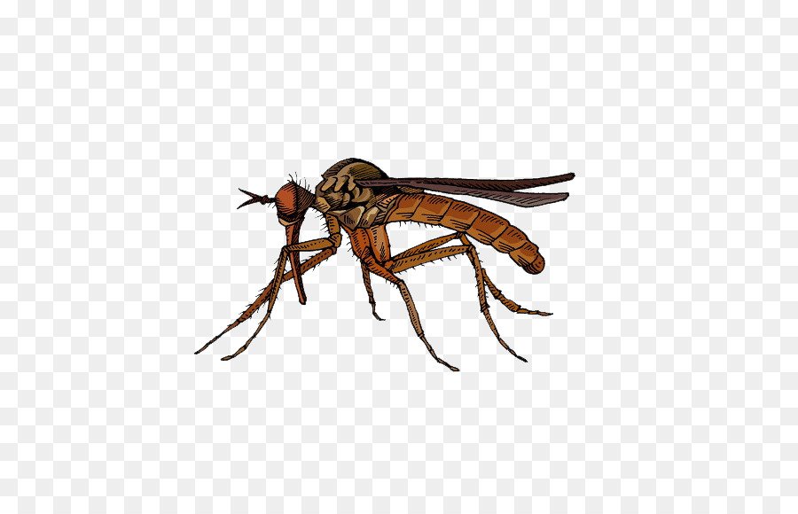 Комар малярийный комар членистоногие двукрылые. Насекомые без фона. Комар. Комар без фона. Насекомые на прозрачном фоне.