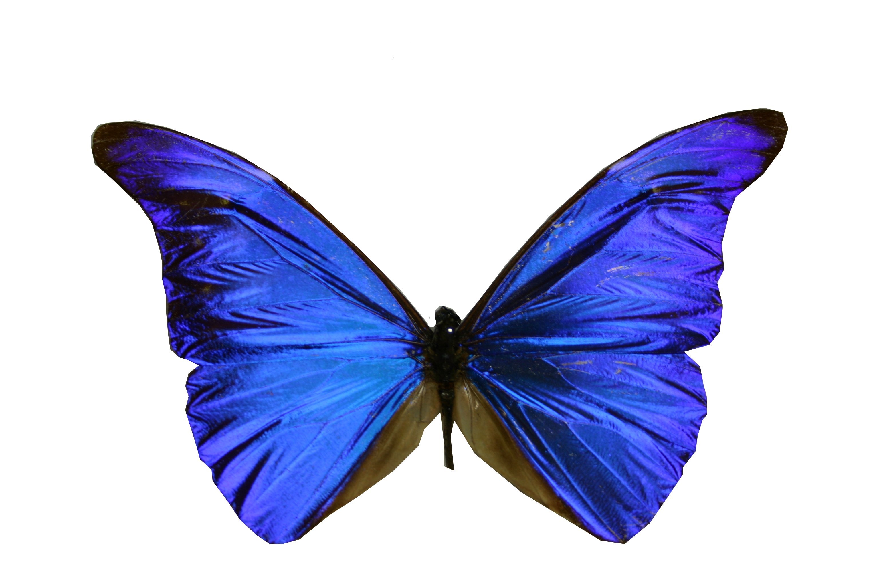 Бело голубые бабочки. Синяя бабочка. Бабочки на белом фоне. Синие бабочки на белом фоне. Синие бабочки на прозрачном фоне.