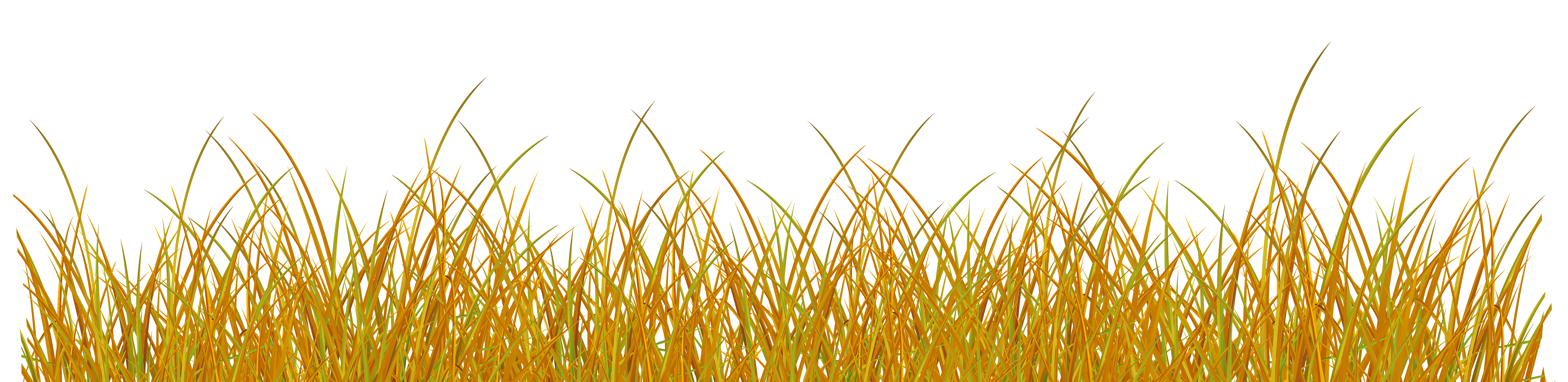 Поле прозрачный фон. Осенняя трава. Осенняя трава на прозрачном фоне. Сухая трава на белом фоне. Сухая желтая трава на прозрачном фоне.