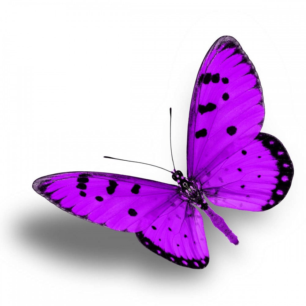 Фиолетовые бабочки картинки. Бабочка фиолетовая. Бабочки на белом фоне. Сиреневые бабочки. Яркие бабочки на белом фоне.