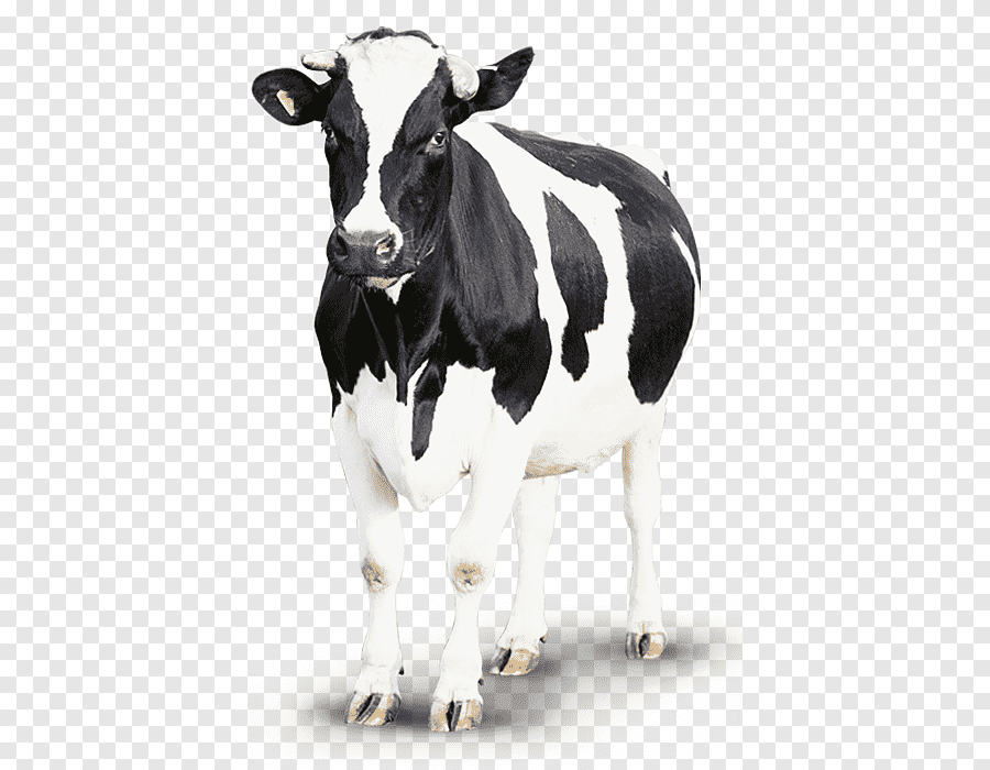 Корова без фона
