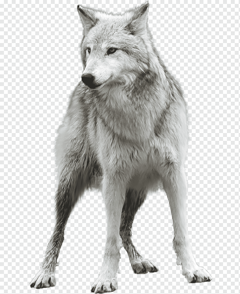 волк фото пнг