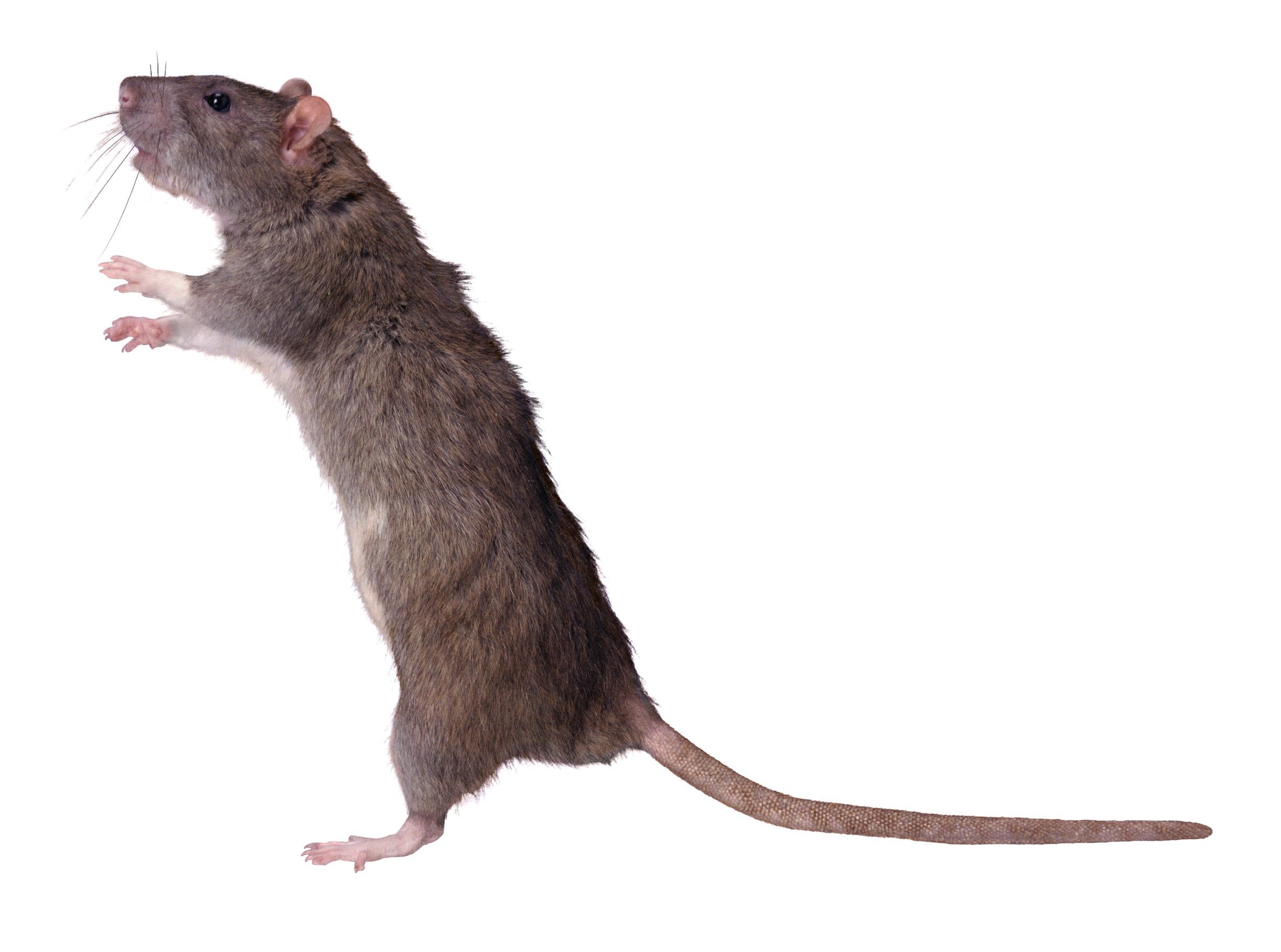 Мышь рост. Крыса. Мышка на задних лапках. Мышка на белом фоне.