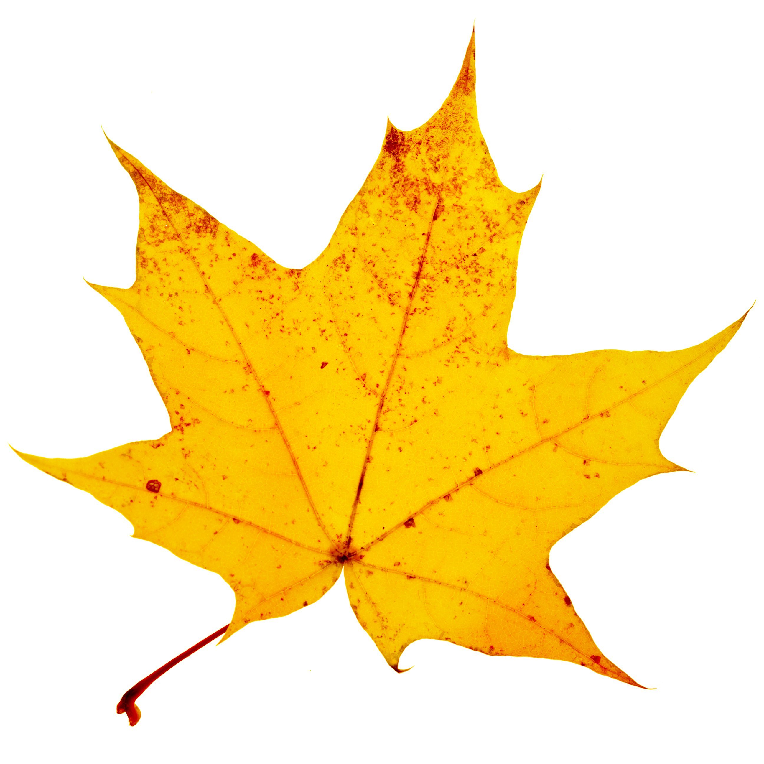 Листья клена желтые и красные. Кленовый лист желтый. Осенний кленовый лист. Желтый кленовый лист на белом фоне. Жёлтый лист осенний.