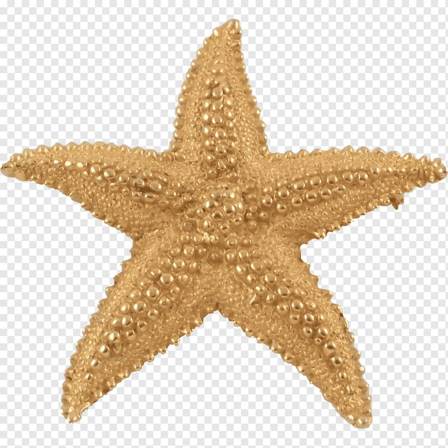 Морские звезды без. Морская звезда. Золотая морская звезда. Морская звезда золото. Морская звезда на белом фоне.