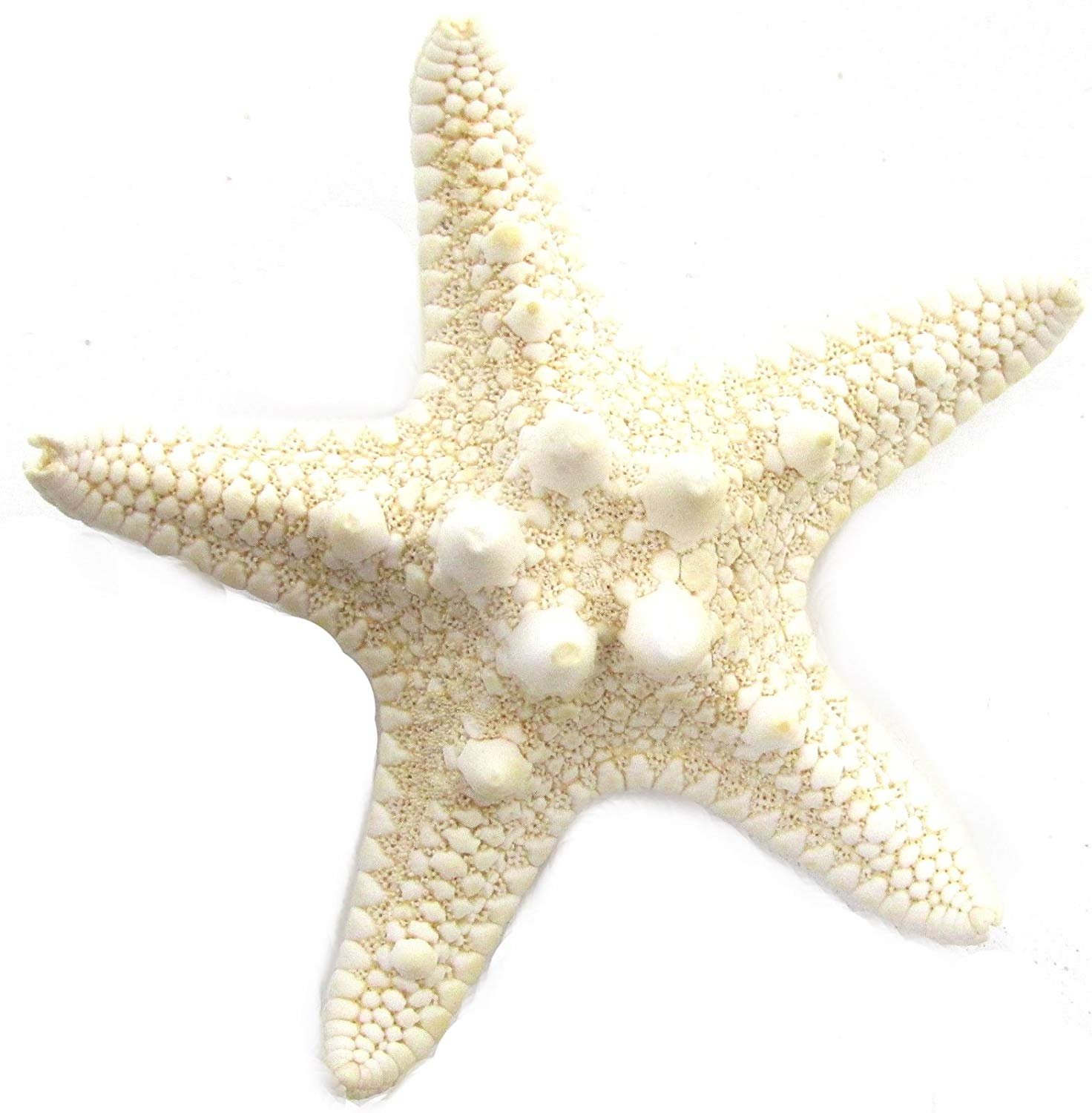 Морские звезды без. Пятиконечная морская звезда. Морская звезда белая. Морская звезда на прозрачном фоне. Морская звезда на белом фоне.