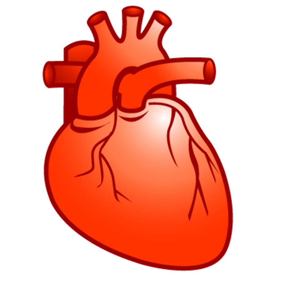 Орган сердце человека рисунок. Человеческое сердце настоящее.