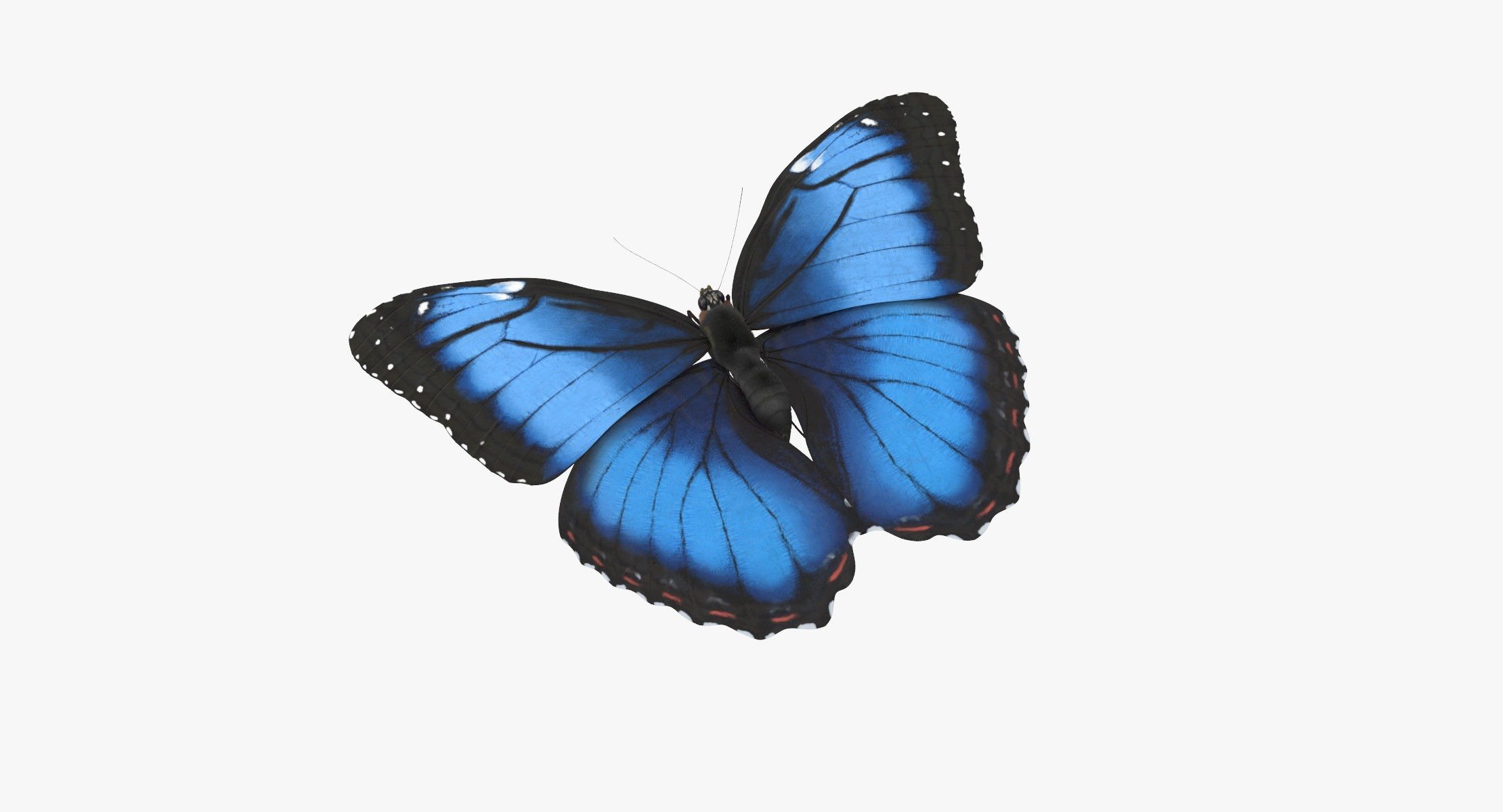 Картинки на белом фоне. Синяя бабочка. Бабочки на белом фоне. Бабочка Морфо. Бабочки картинки на белом фоне.