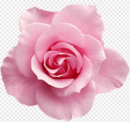 Пинк Флауэр роза