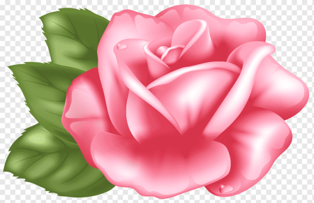 Картинки цветы розовые без фона (60 фото)