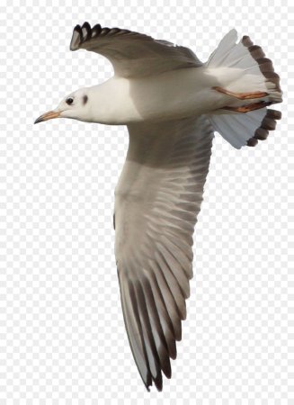 Картинки чайка без фона (60 фото)