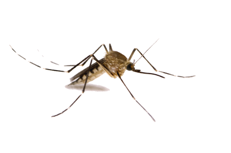 Комар Aedes