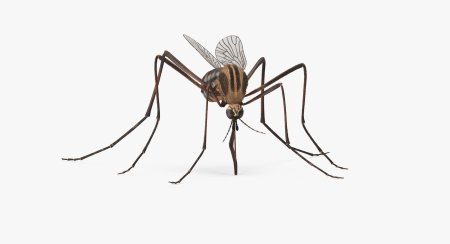 Комар на белом фоне